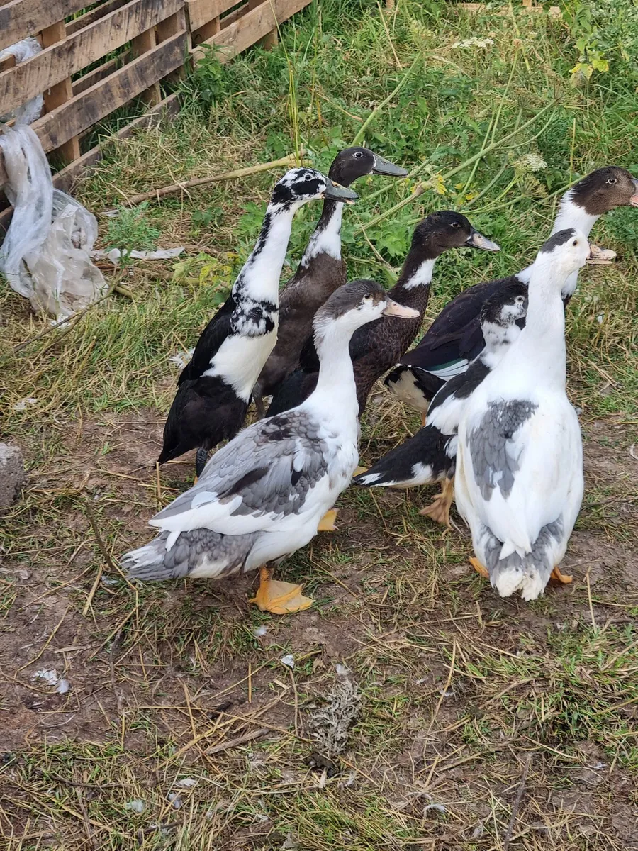 Ducklings and Rooster - Image 4