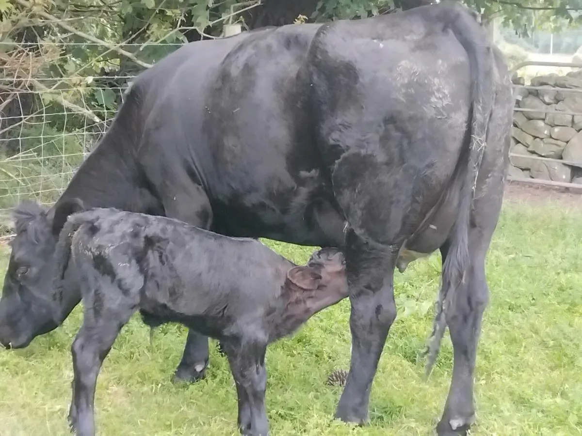 5⭐️ Angus Heifer & Heifer Calf - Image 1