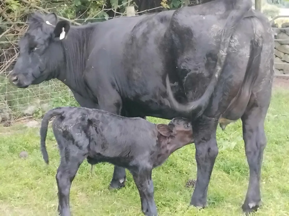 5⭐️ Angus Heifer & Heifer Calf - Image 2