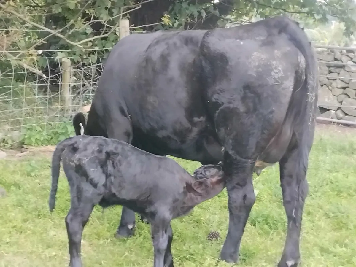 5⭐️ Angus Heifer & Heifer Calf - Image 3