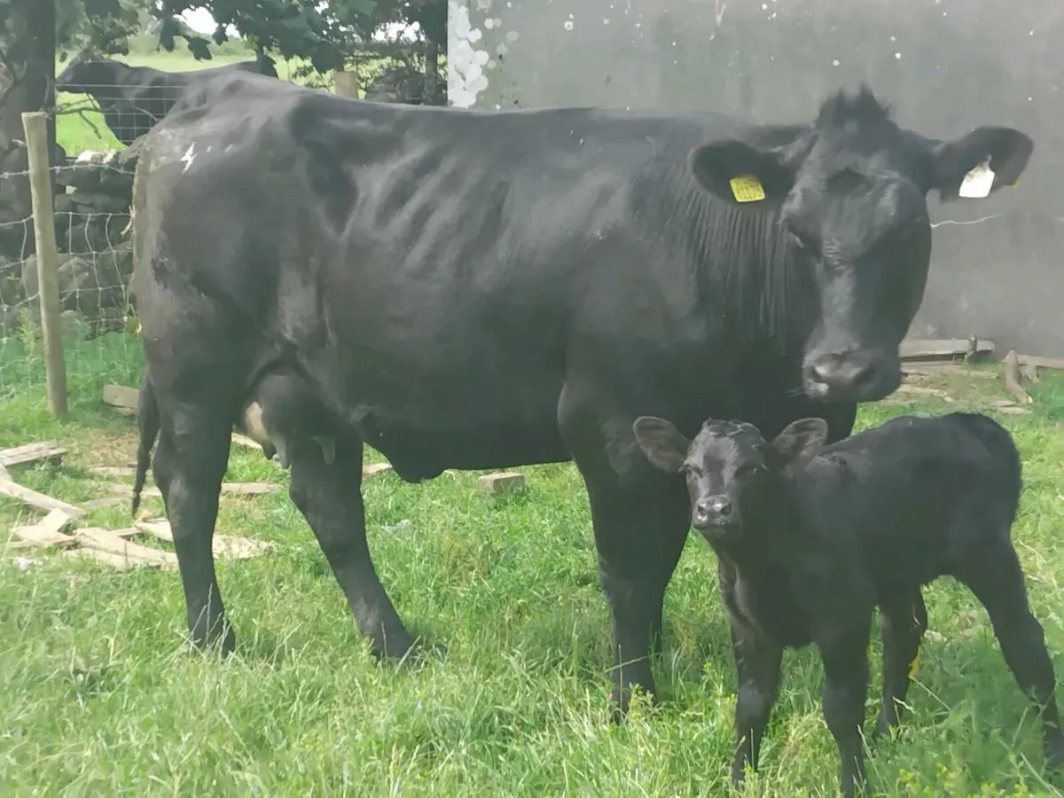 5⭐️ Angus Heifer & Heifer Calf - Image 4