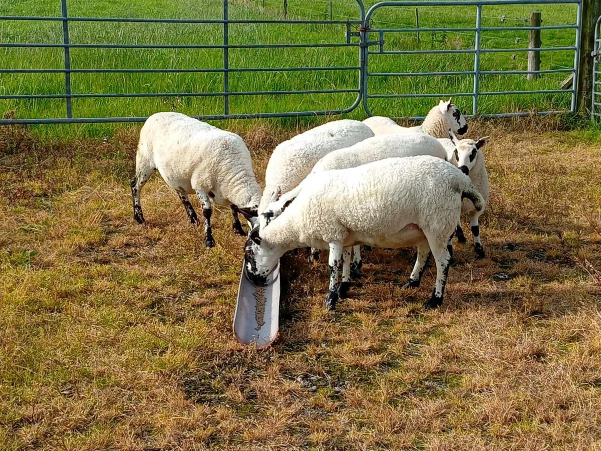 4 Mule Ewes and 2 Kerryhill Lambs - Image 1