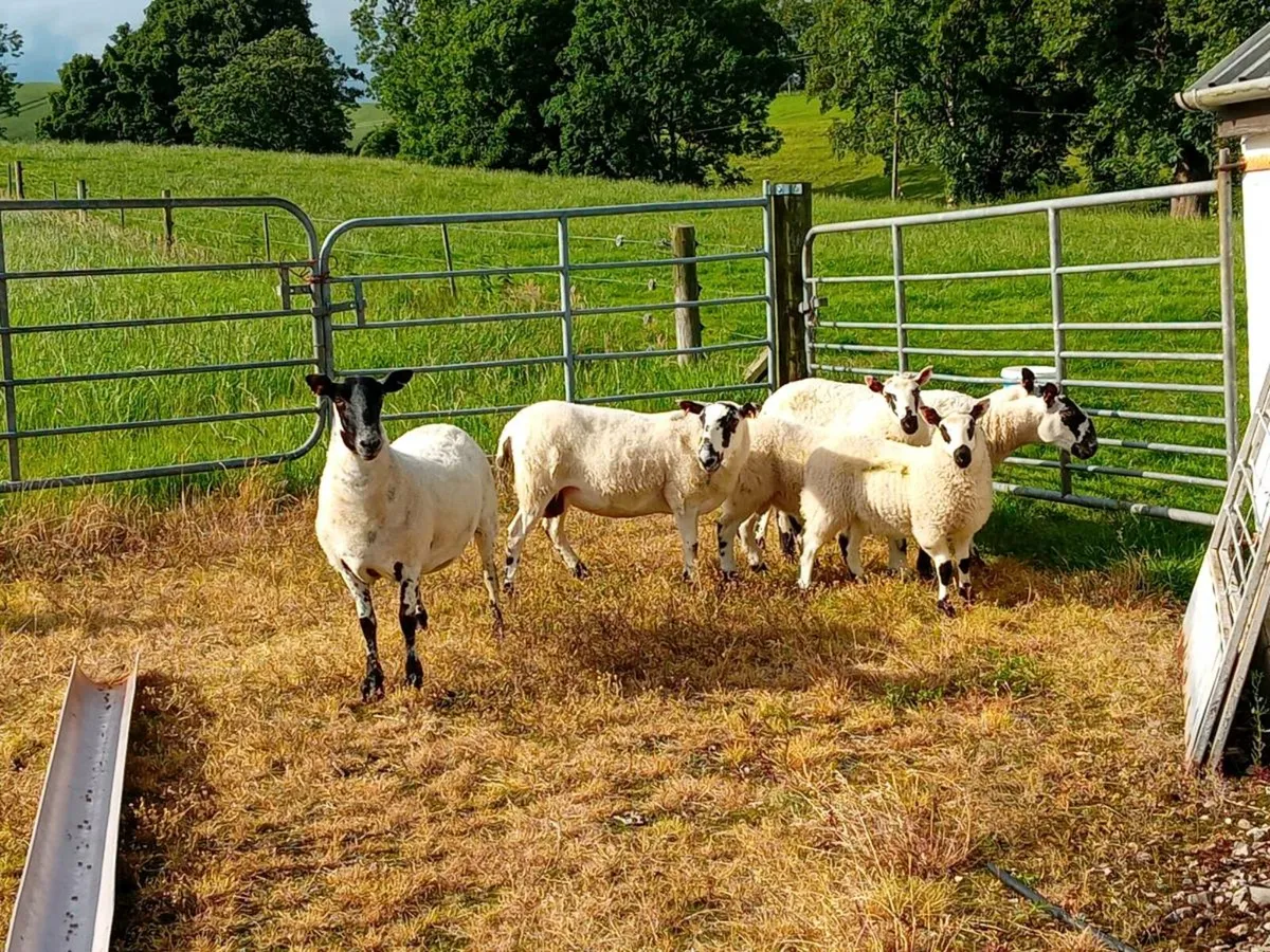 4 Mule Ewes and 2 Kerryhill Lambs - Image 2