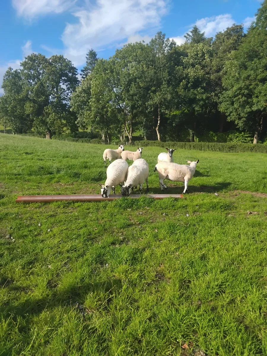 4 Mule Ewes and 2 Kerryhill Lambs - Image 3