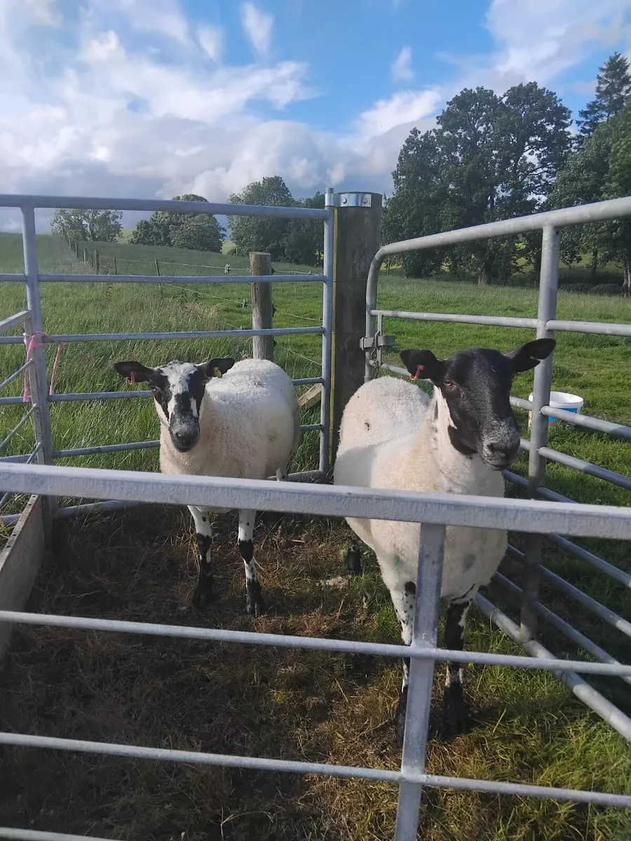 4 Mule Ewes and 2 Kerryhill Lambs - Image 4