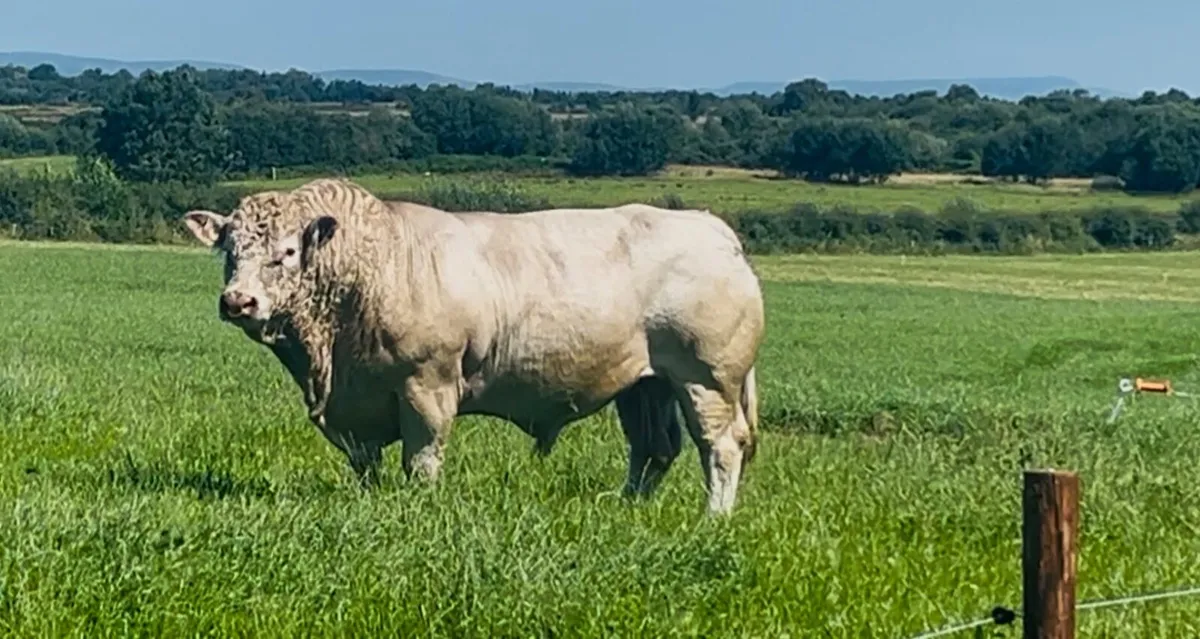 Pedigree Charolais bull - Image 2