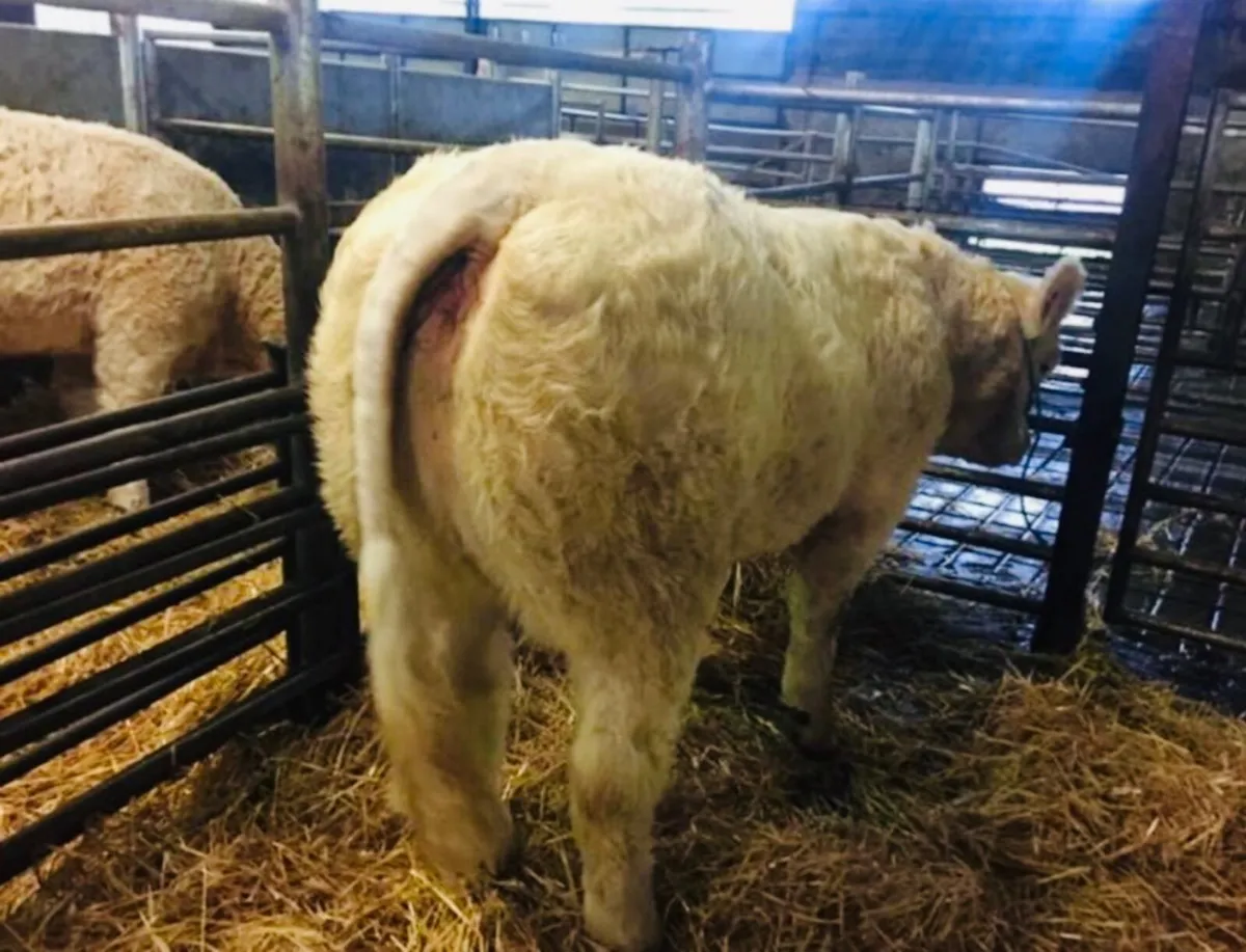 Pedigree Charolais bull - Image 3