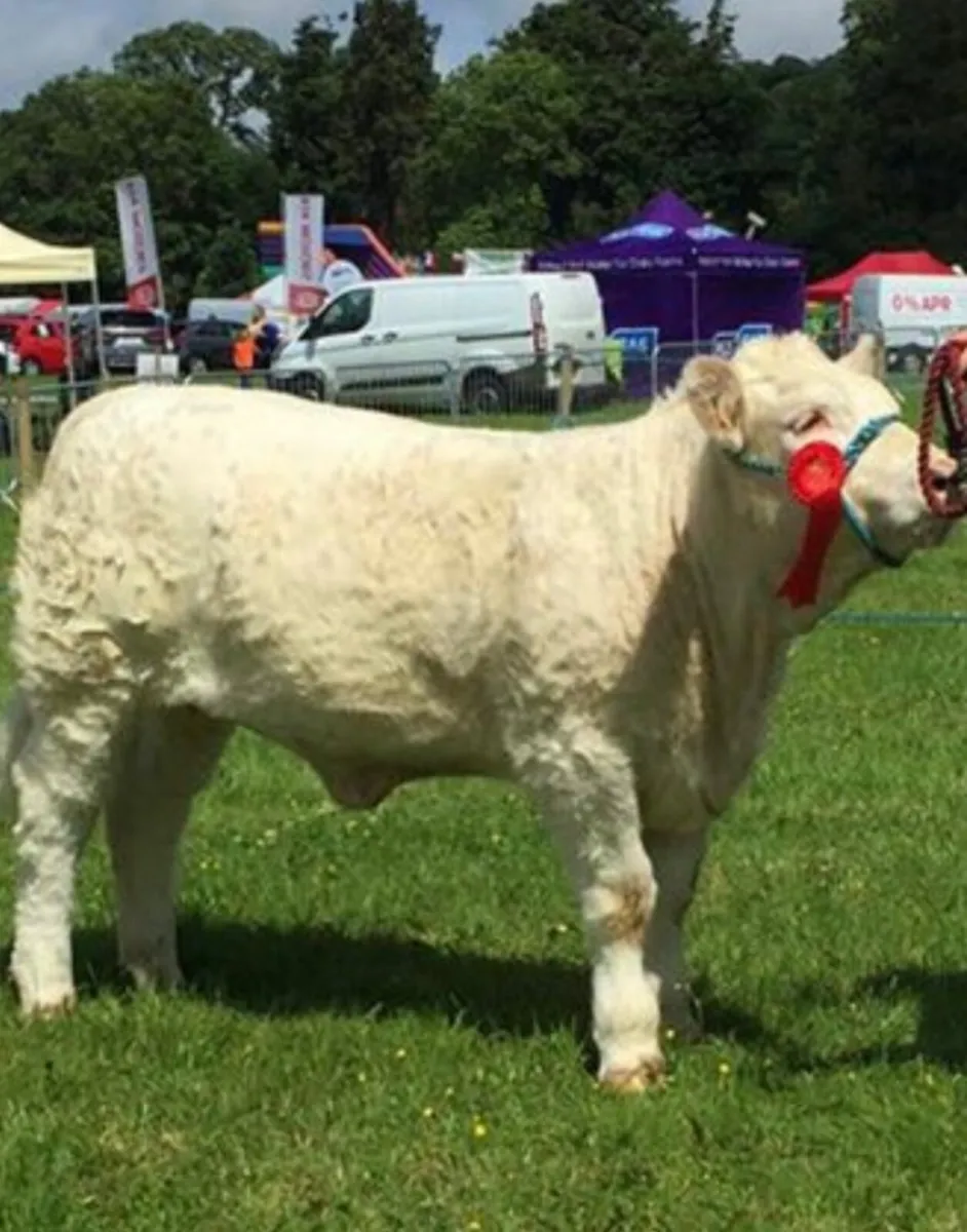Pedigree Charolais bull - Image 4