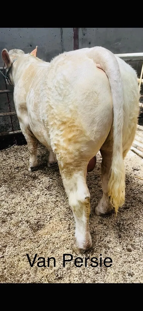 Pedigree Charolais bull - Image 1