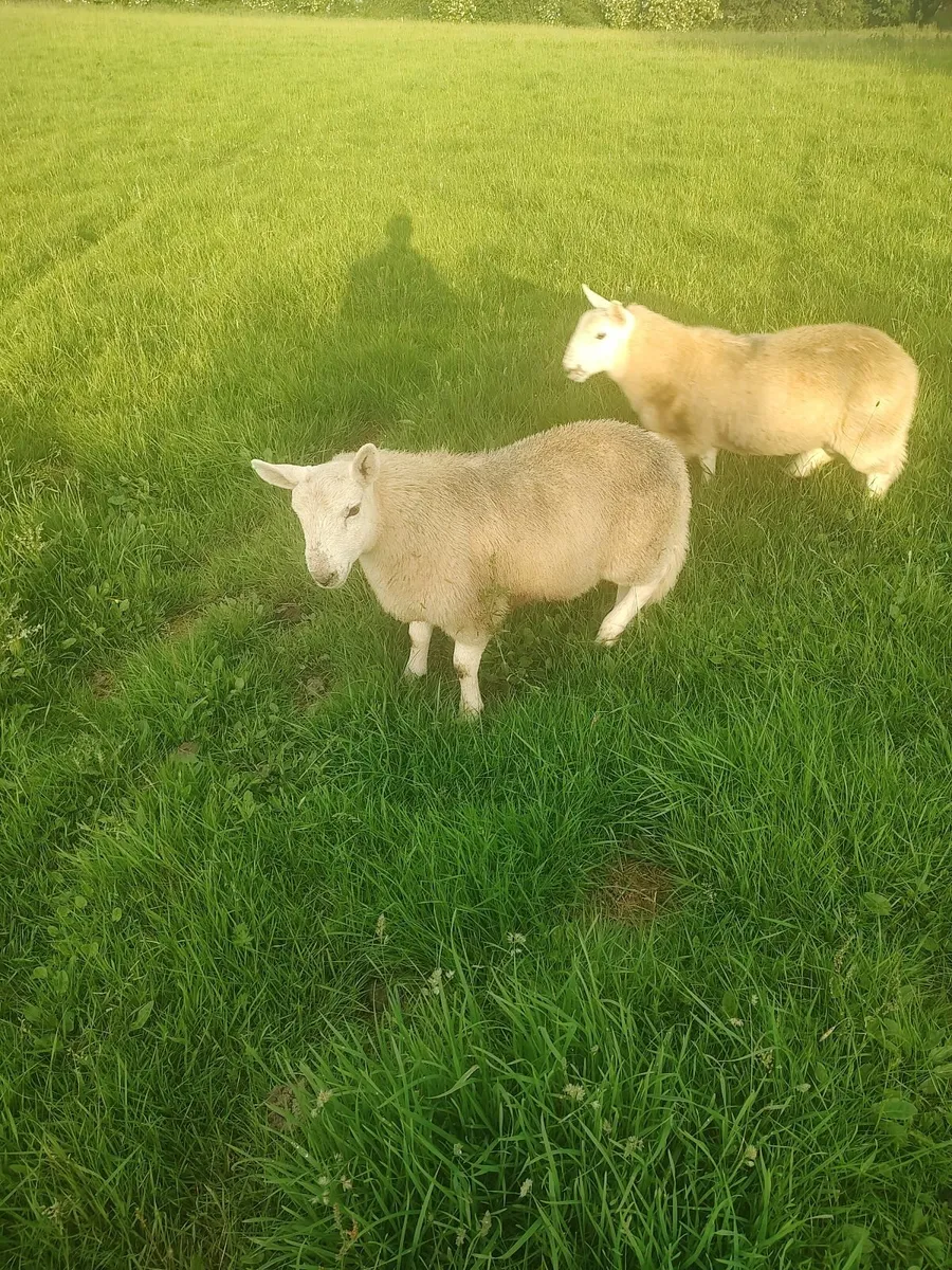 North Country Cheviot Ram Lambs