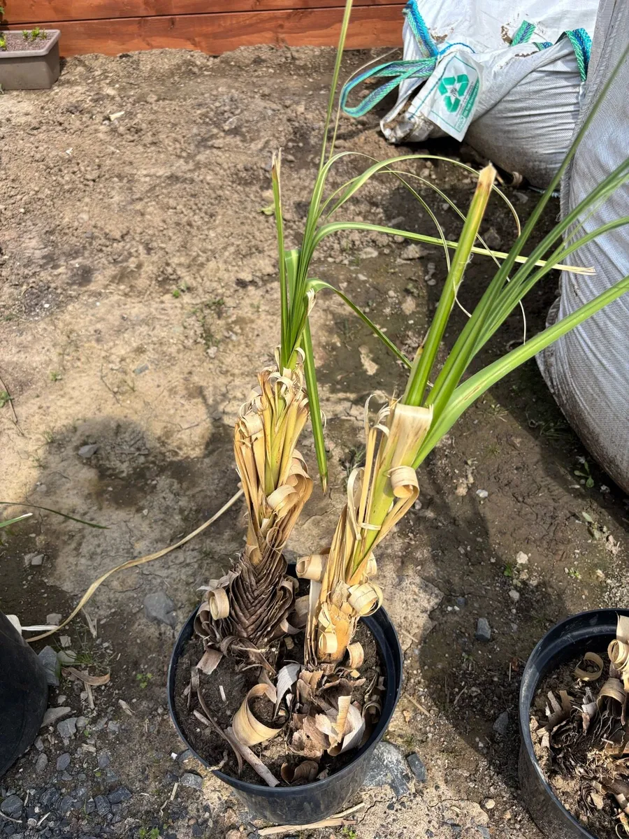 Pampas grass shrub