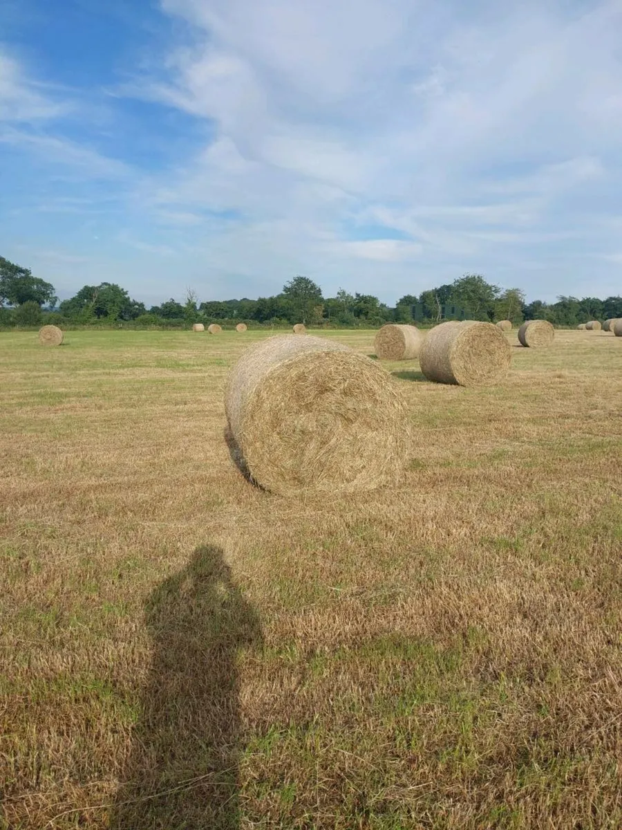 Hay - Image 1