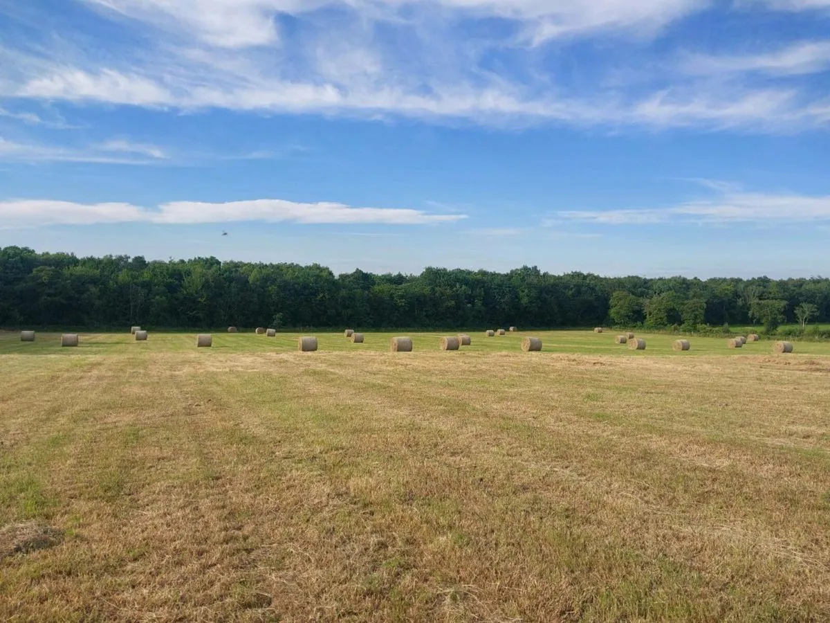 Hay - Image 2