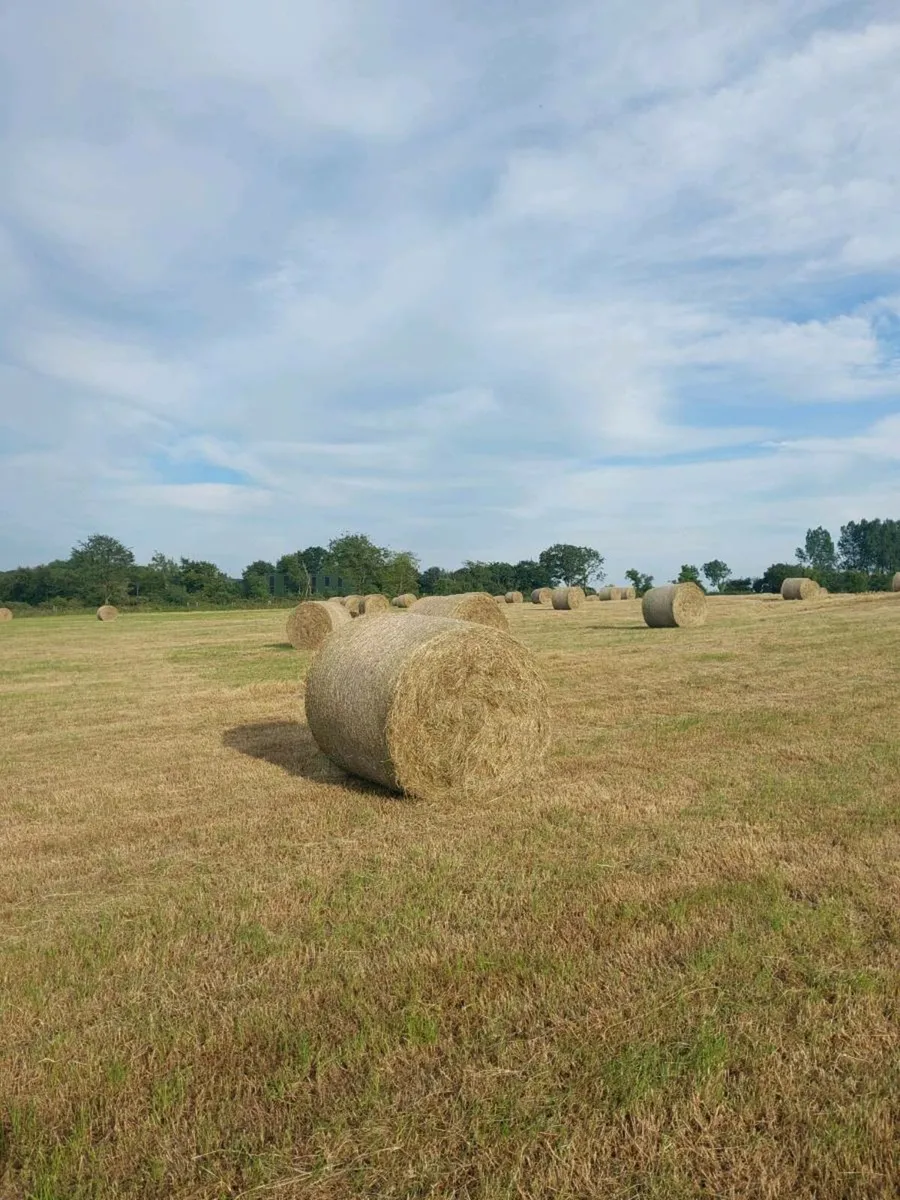 Hay - Image 4