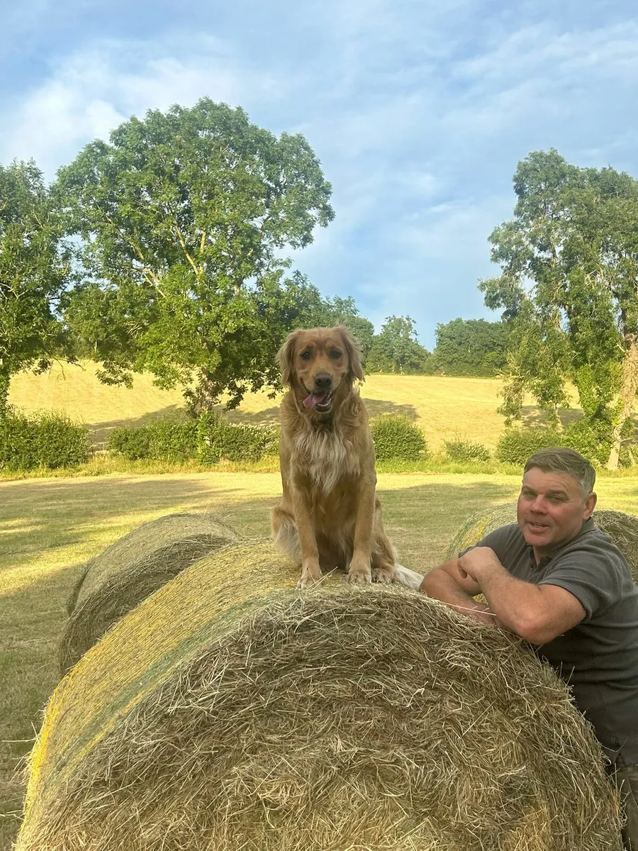 SUPER CLEAN HAY - Image 1