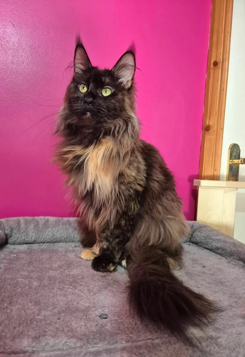 Maine coon female - Image 2