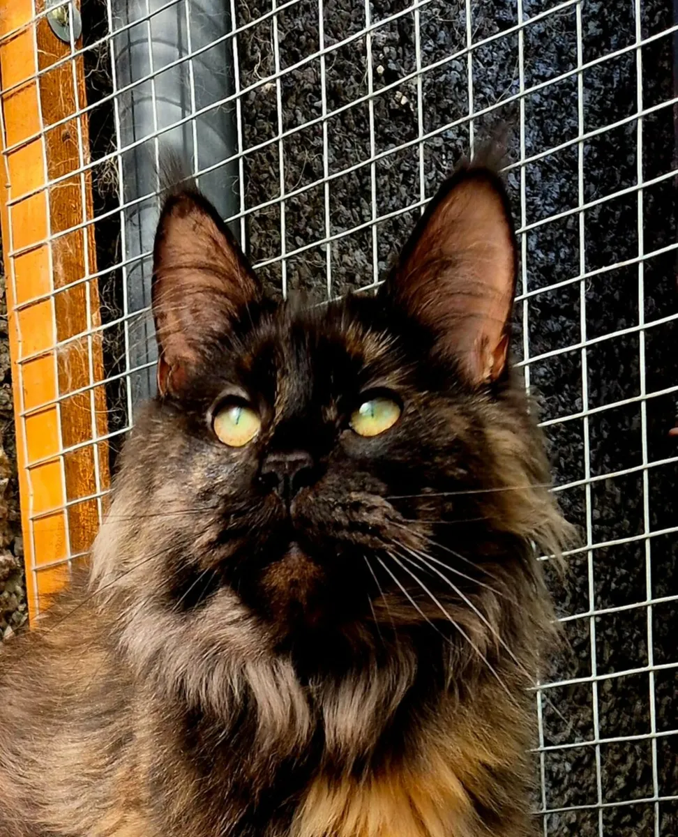Maine coon female - Image 3