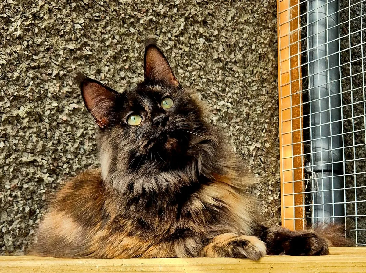 Maine coon female - Image 4