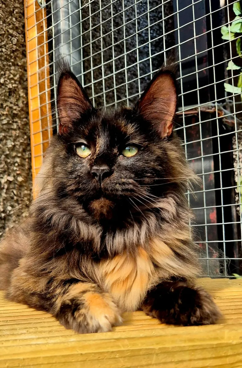 Maine coon female - Image 1