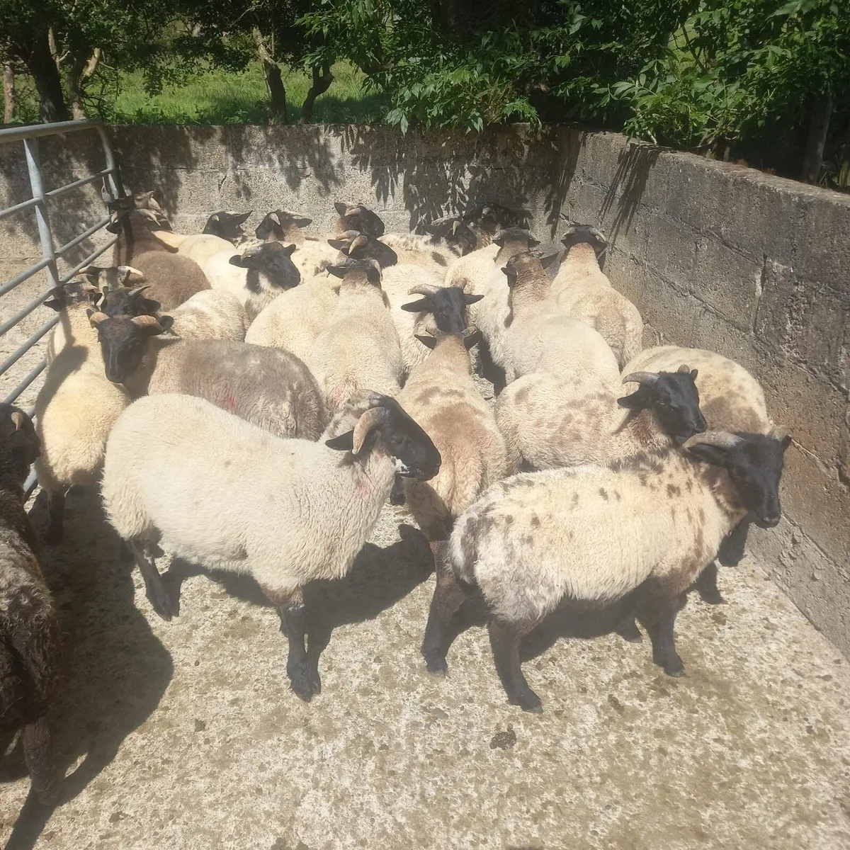 Store lambs - Image 1
