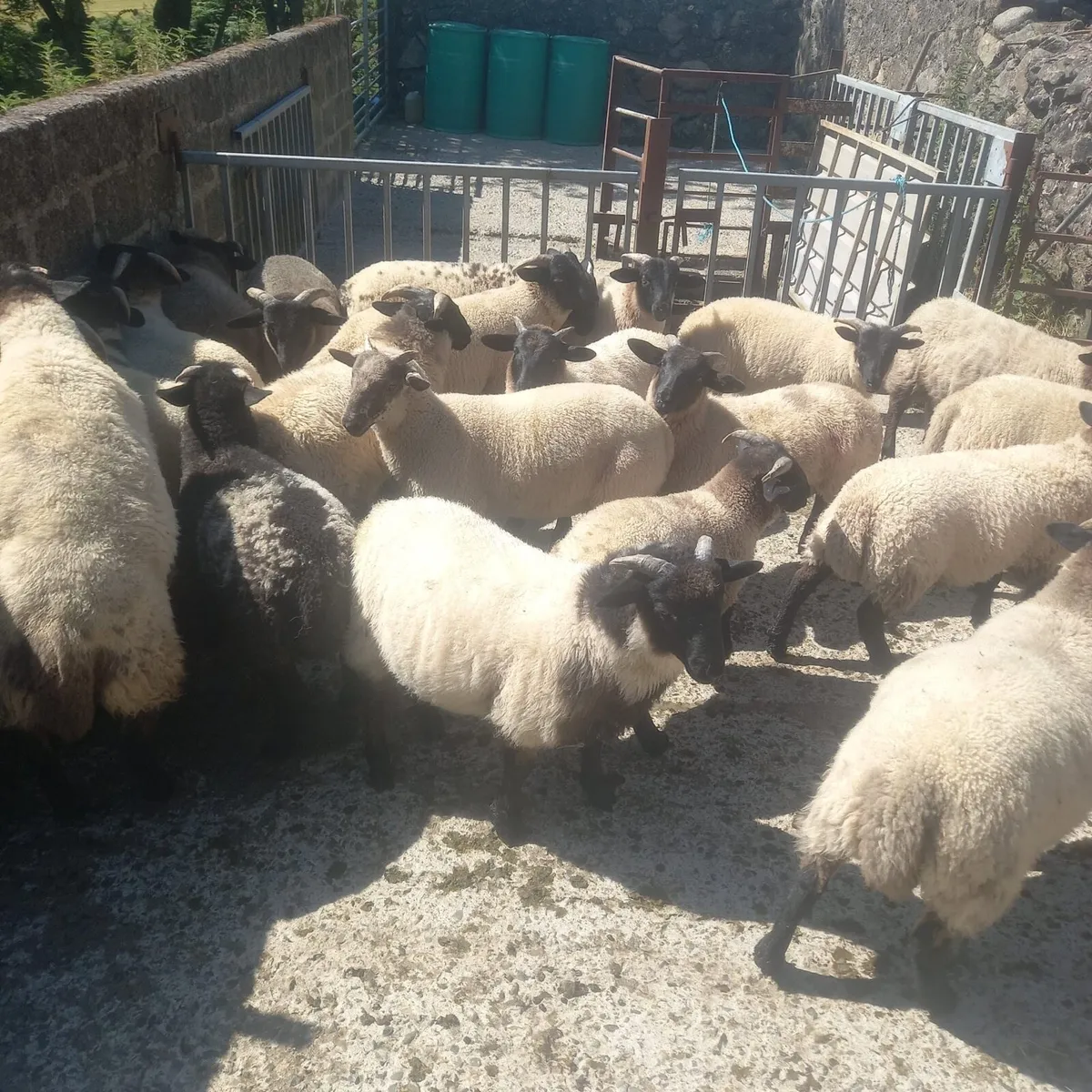 Store lambs - Image 2