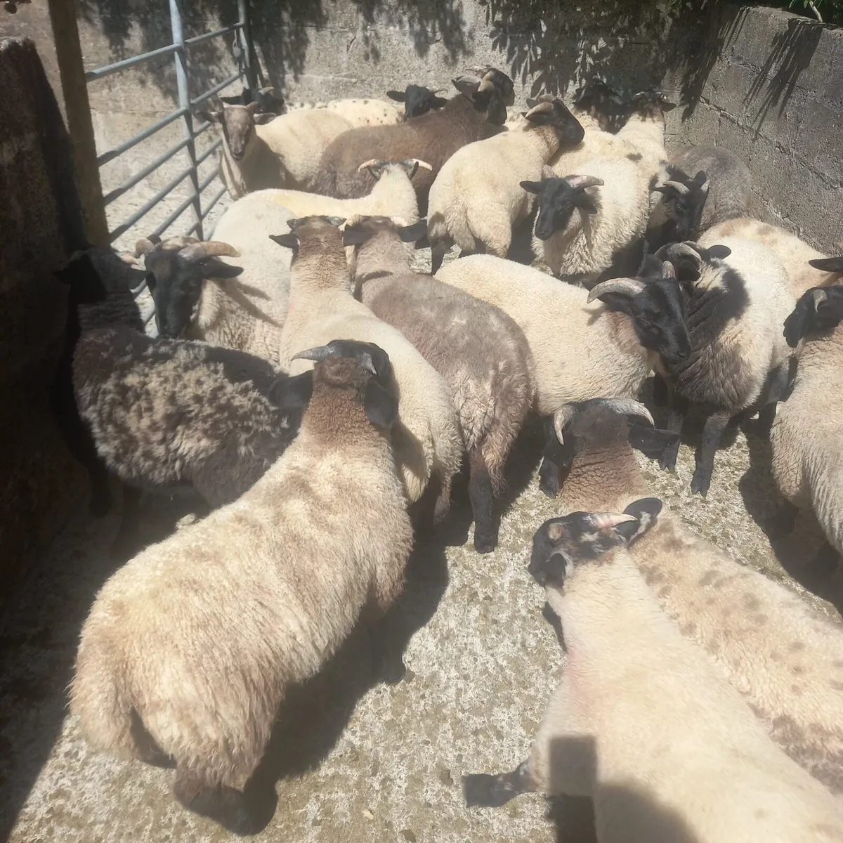 Store lambs - Image 3