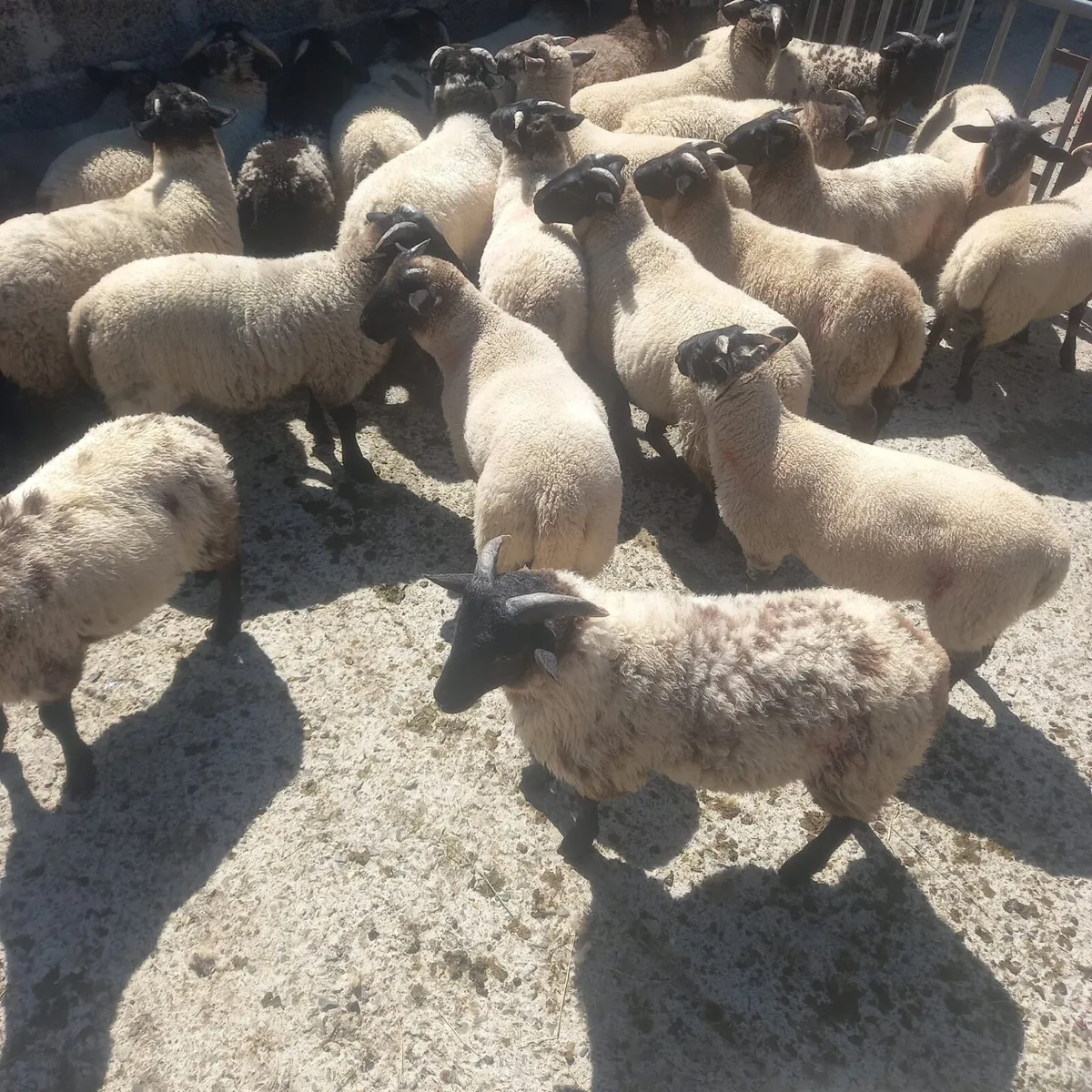 Store lambs - Image 4