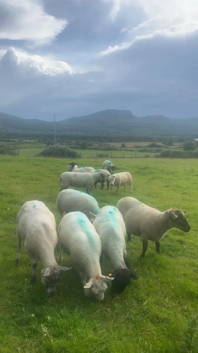 December lambing ewes 🎄 - Image 2