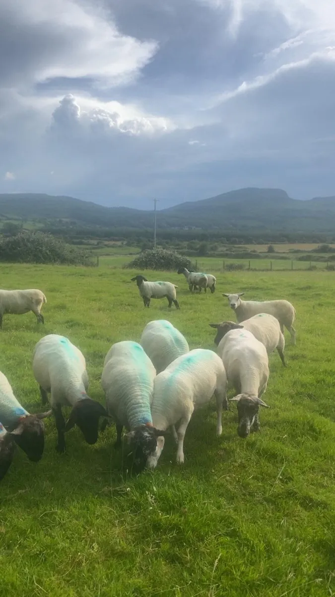 December lambing ewes 🎄 - Image 3
