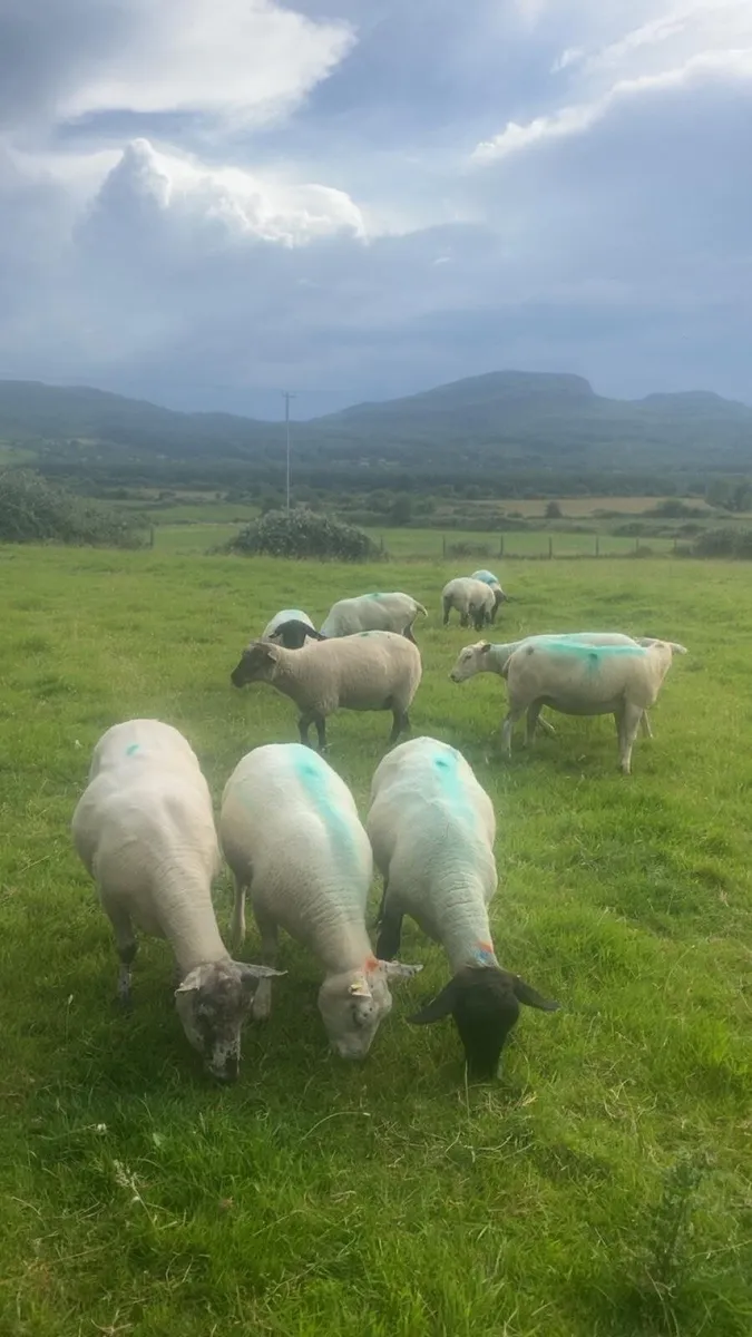 December lambing ewes 🎄 - Image 4