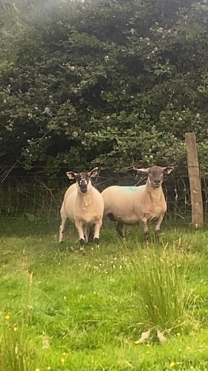 December lambing ewes 🎄 - Image 1