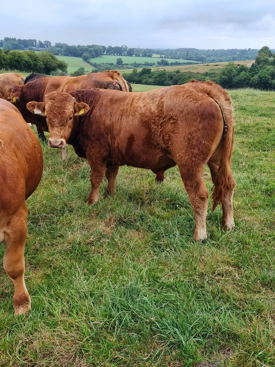 Weanling Bulls Kilkenny Mart Thurs 17th July - Image 3