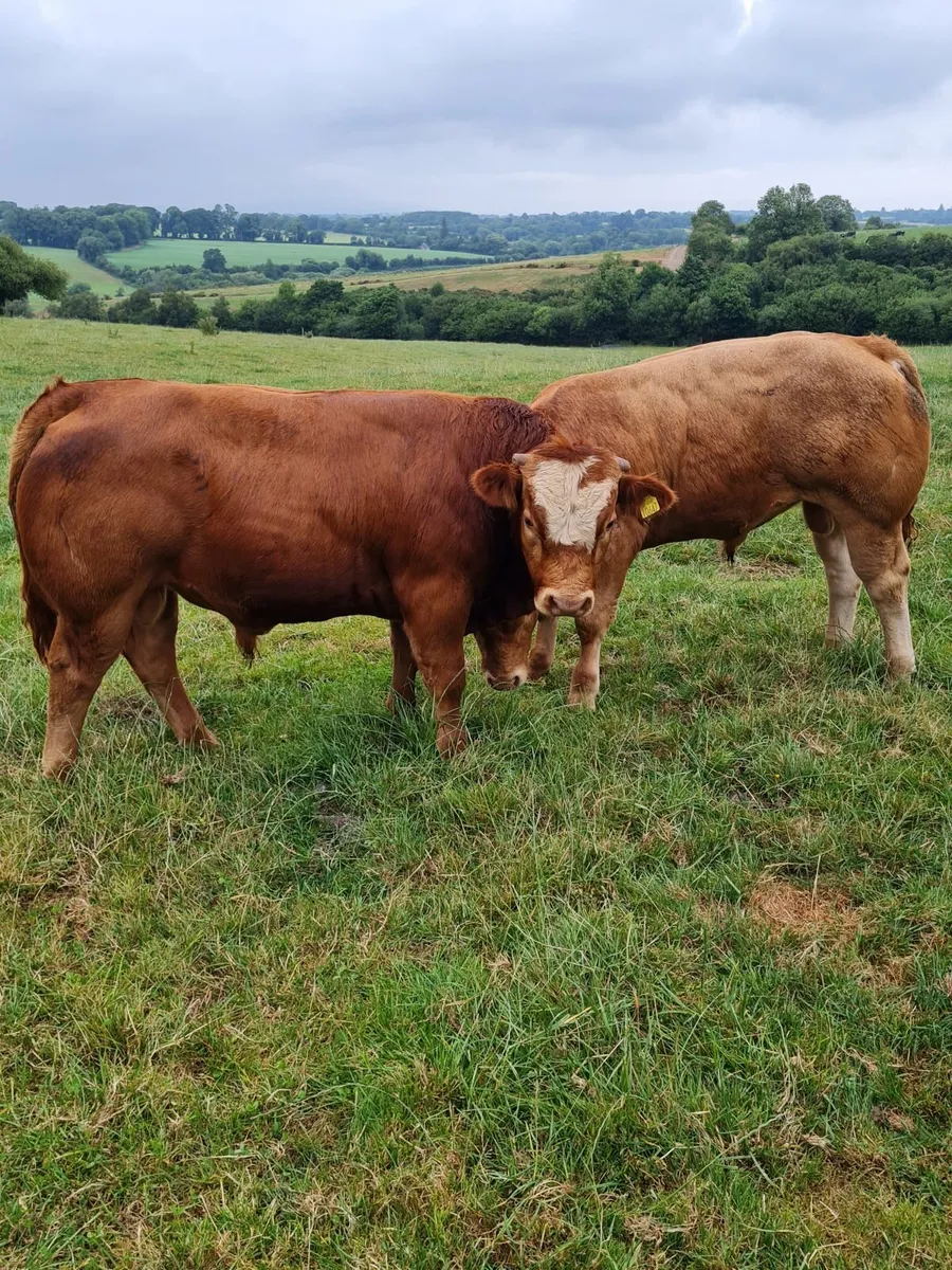 Weanling Bulls Kilkenny Mart Thurs 17th July - Image 4