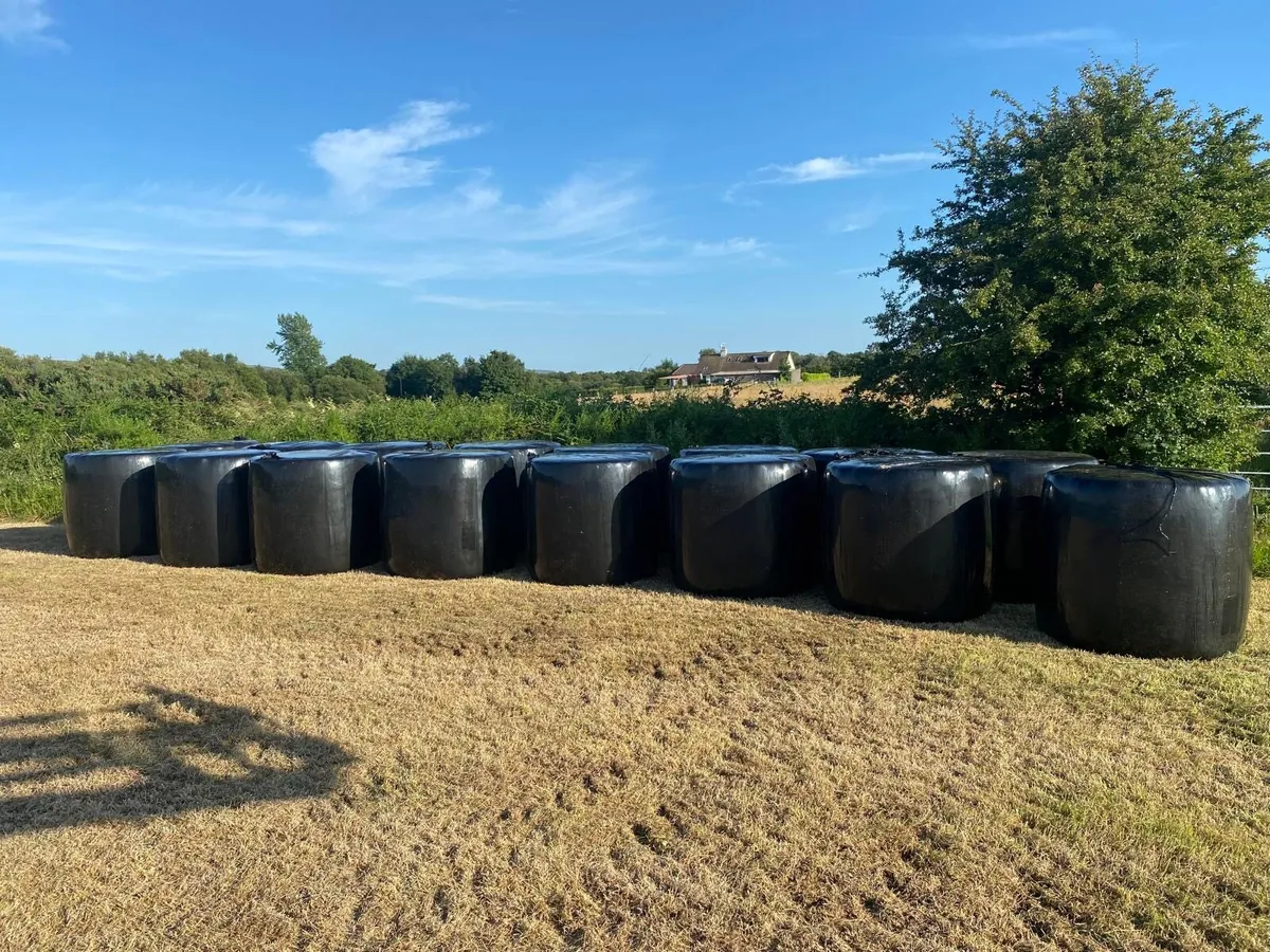 Round bales of silage - Image 1