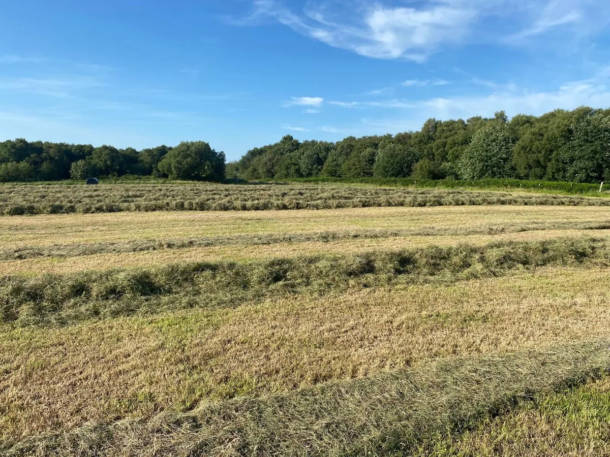 Round bales of silage - Image 2