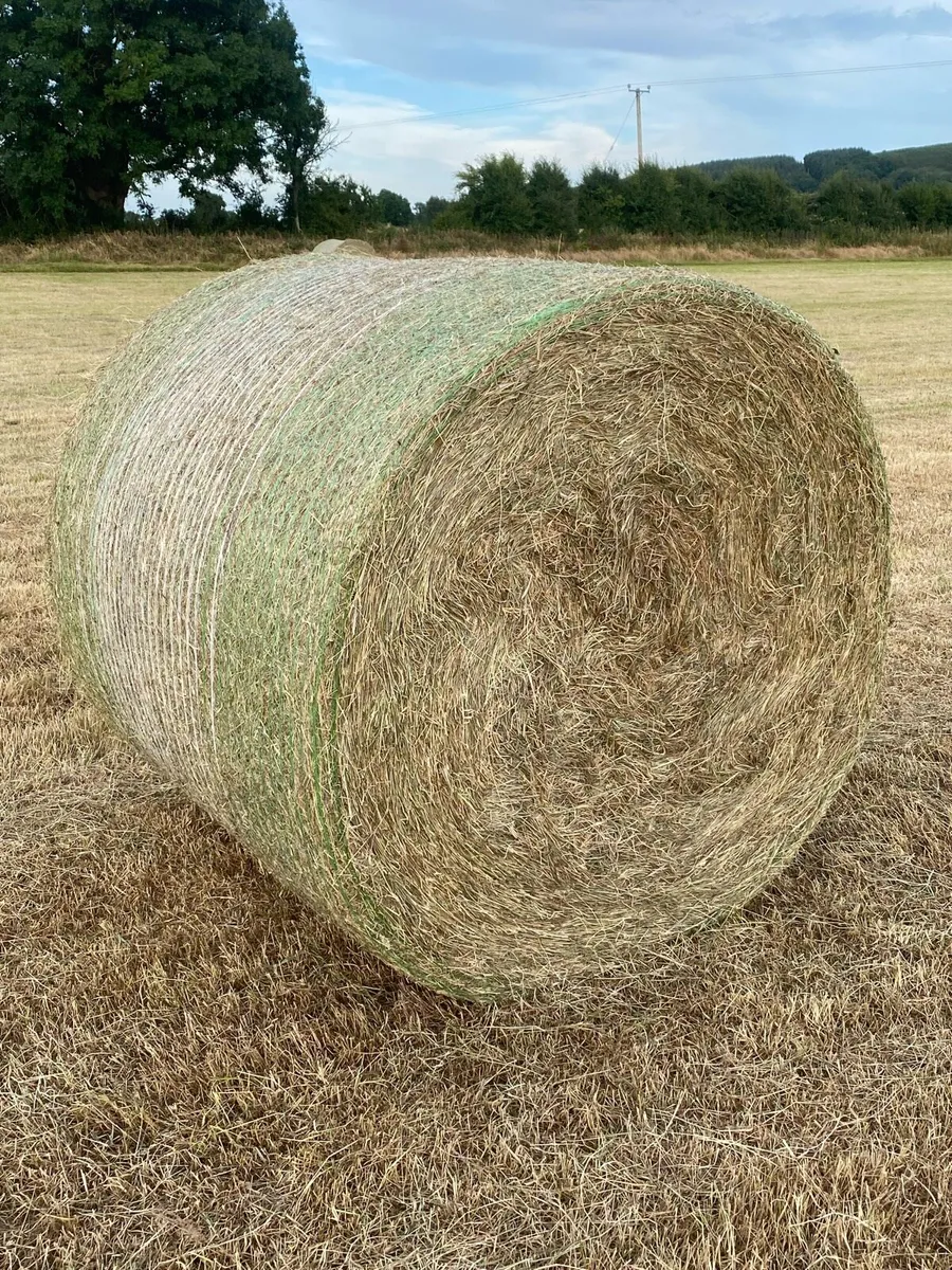 ****HAY (BEST OF THE BEST)***33 left - Image 2