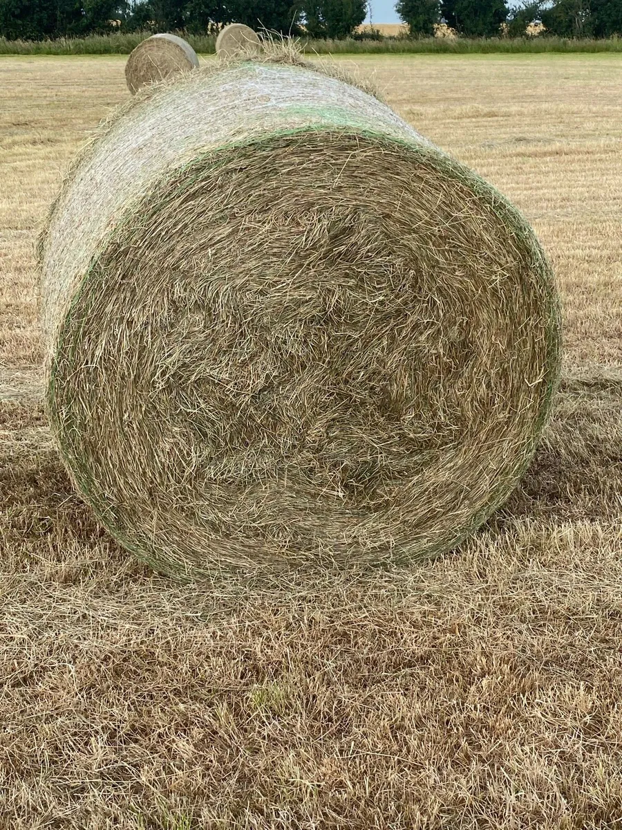****HAY (BEST OF THE BEST)***33 left - Image 3