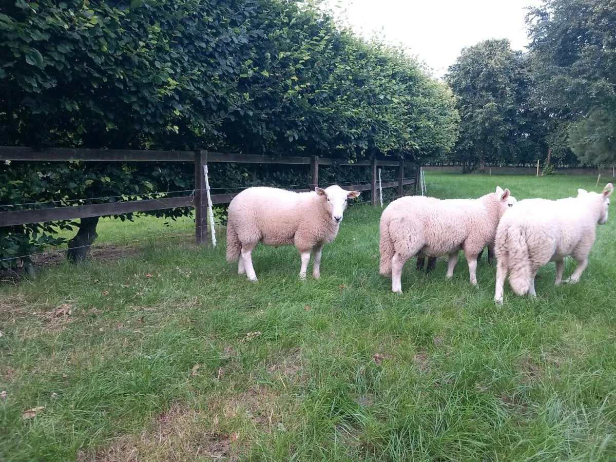 2 Cheviot Ram Lambs left - Image 1