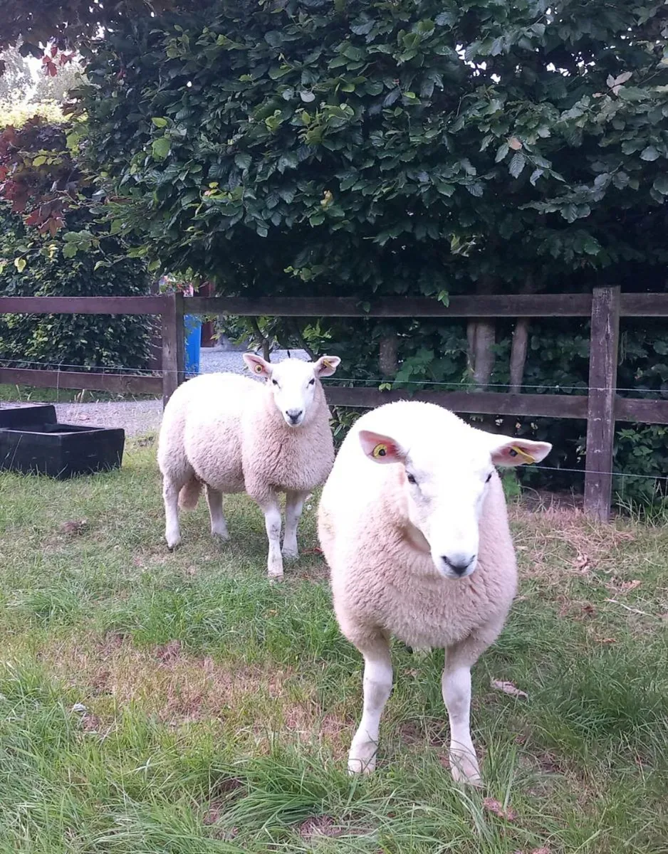 2 Cheviot Ram Lambs left - Image 3