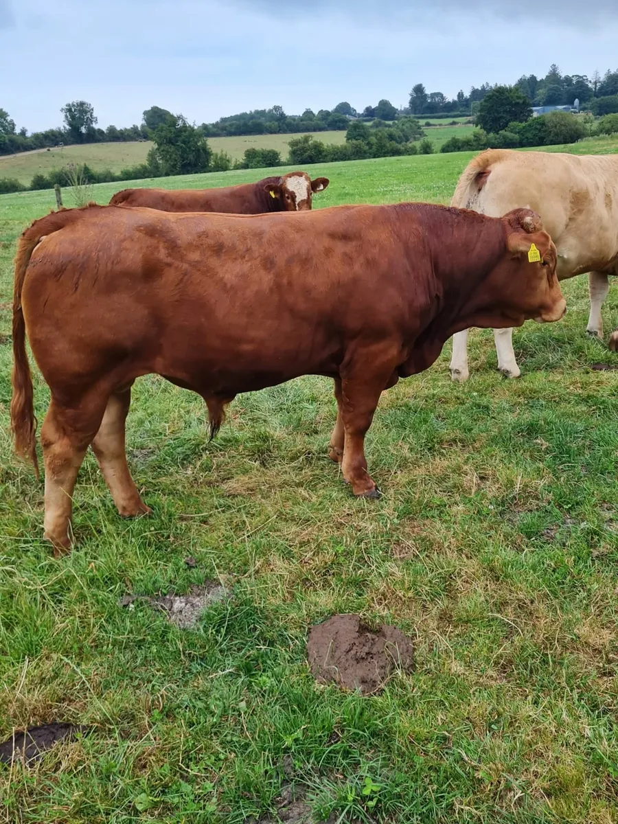 Weanling Bulls Kilkenny Mart Thurs 17th July - Image 2