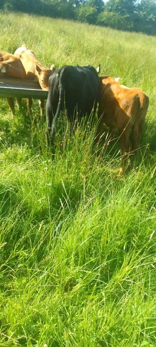 Heifer's - Image 1