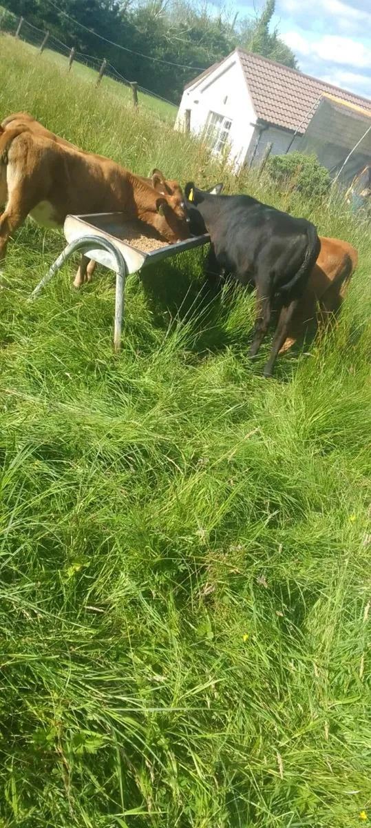 Heifer's - Image 2