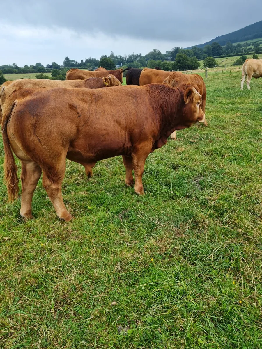 Weanling Bulls Kilkenny Mart Thurs 17th July - Image 1