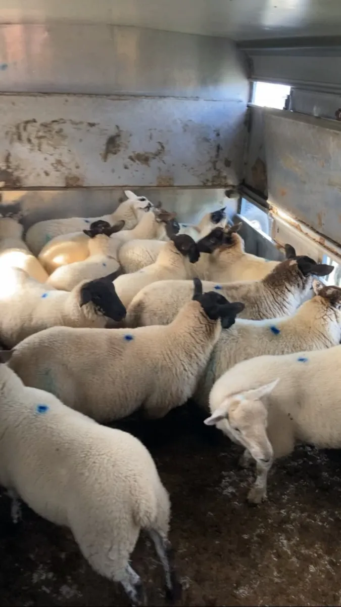 Super ewe lambs📌 - Image 1