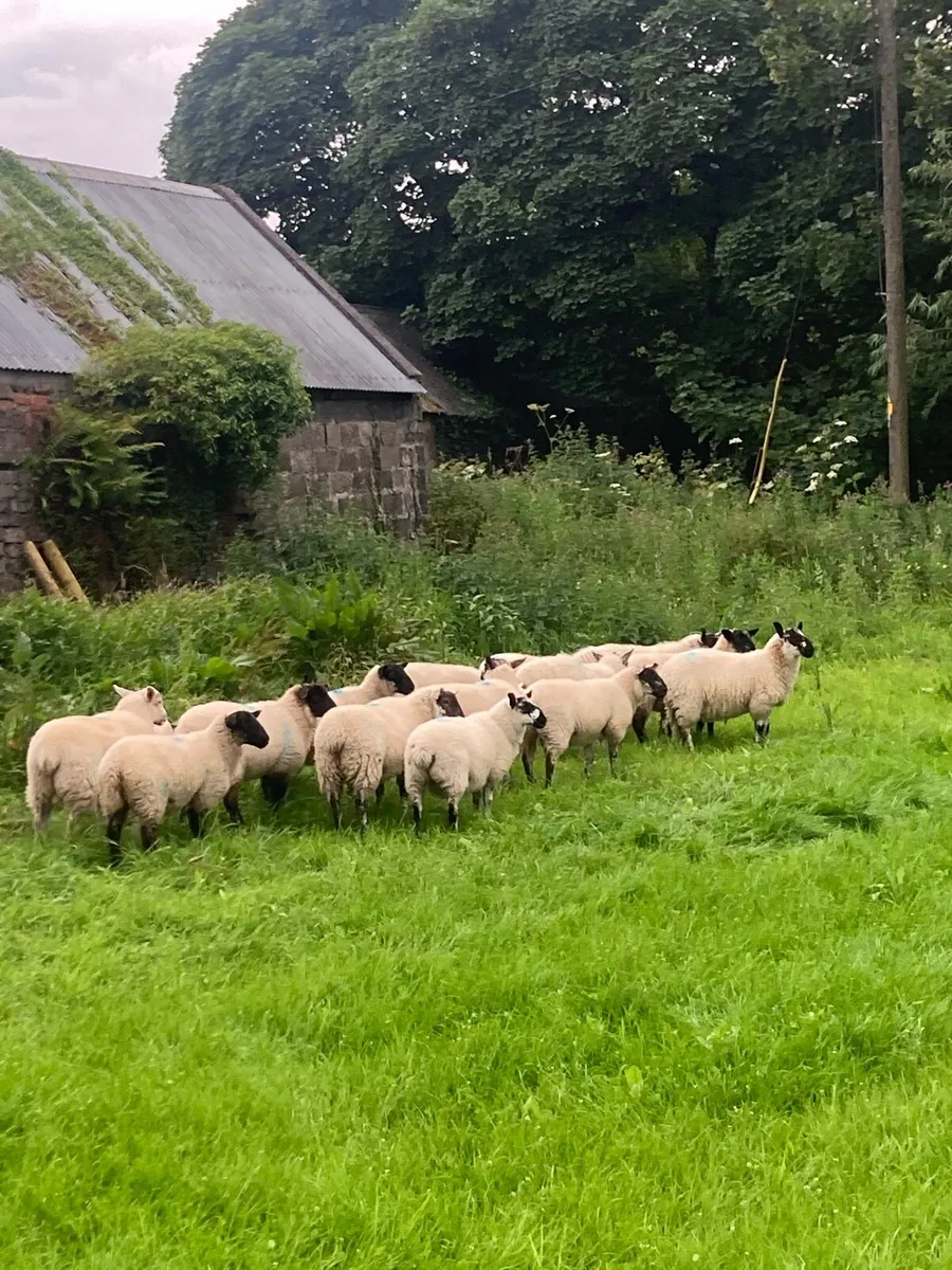 Super ewe lambs📌 - Image 3