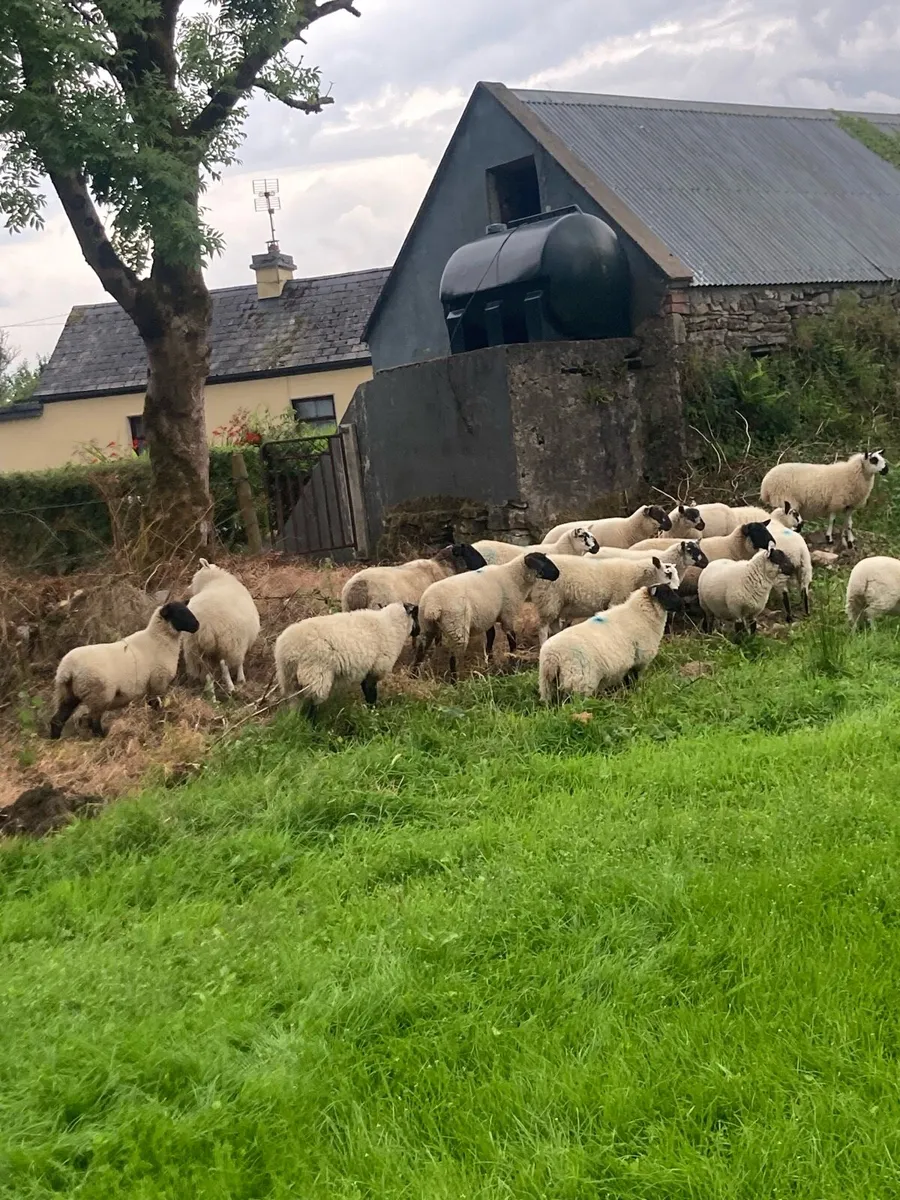 Super ewe lambs📌 - Image 4