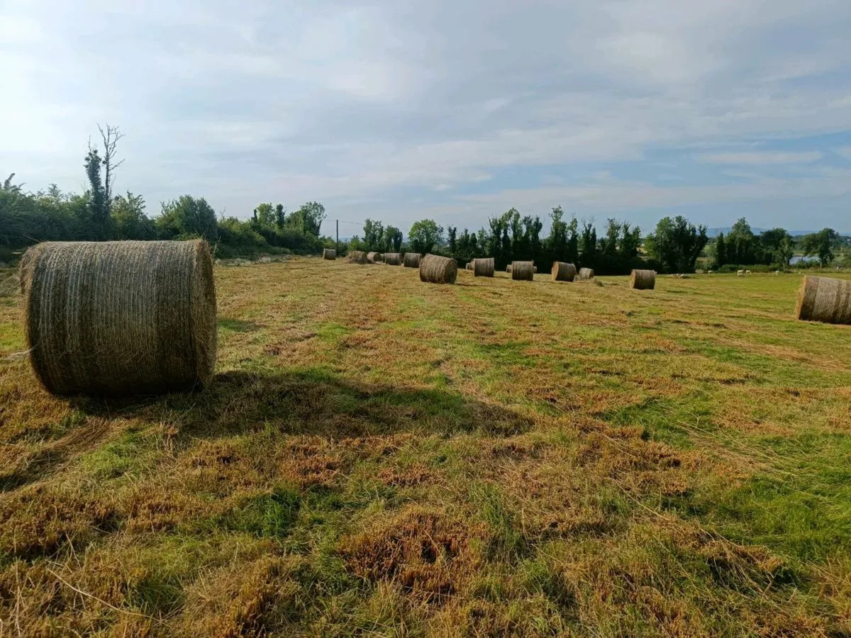 Bales of Rush/hay
