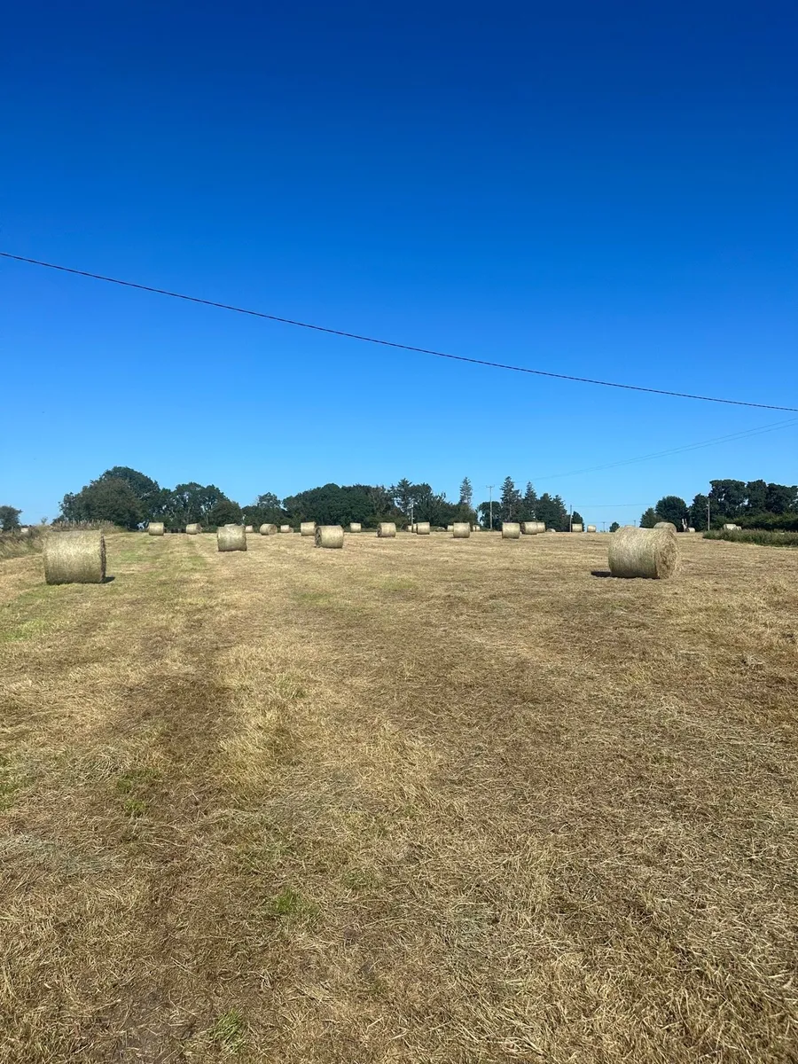 Hay - Image 1