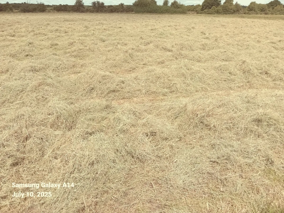 Hay - Image 3