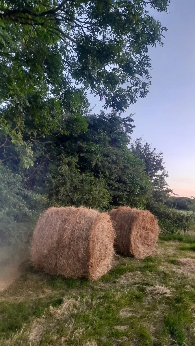 First crop hay - Image 1